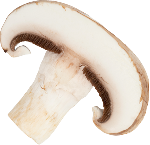Gros plan d'un champignon de Paris blanc coupé, révélant sa chair ferme et ses lamelles blanches
